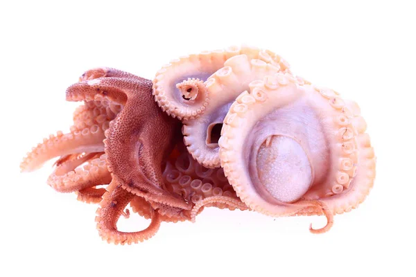 Pulpo Sobre Fondo Blanco — Foto de Stock