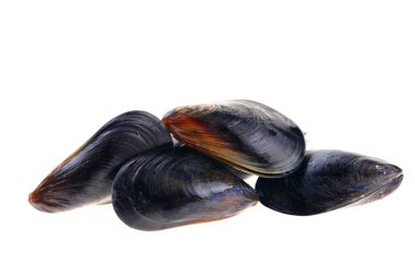 Beyaz arkaplanda midyeler
