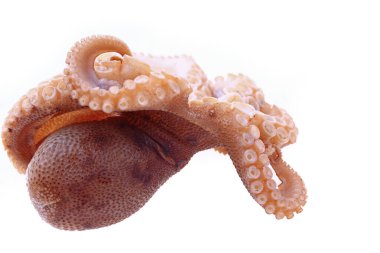 Beyaz arkaplanda ahtapot