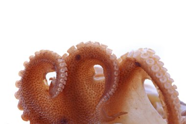 Beyaz arkaplanda ahtapot