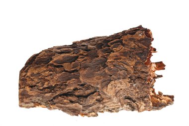 Beyaz arka planda çam kabuğu