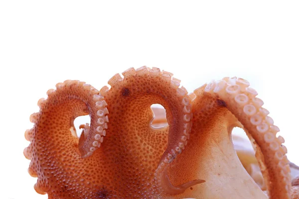 Pulpo Sobre Fondo Blanco — Foto de Stock