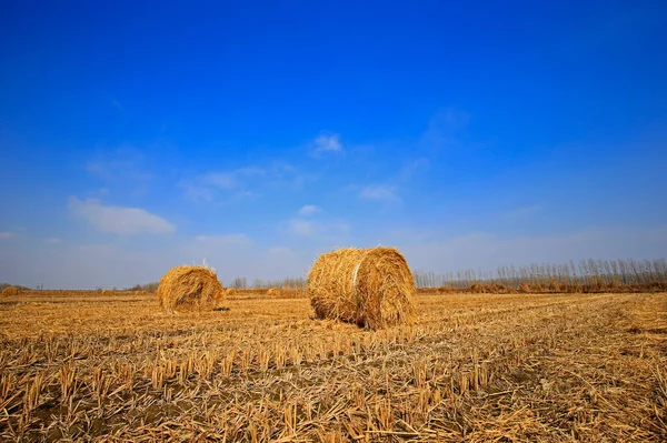 Torr Halm Den Blå Himlen — Stockfoto