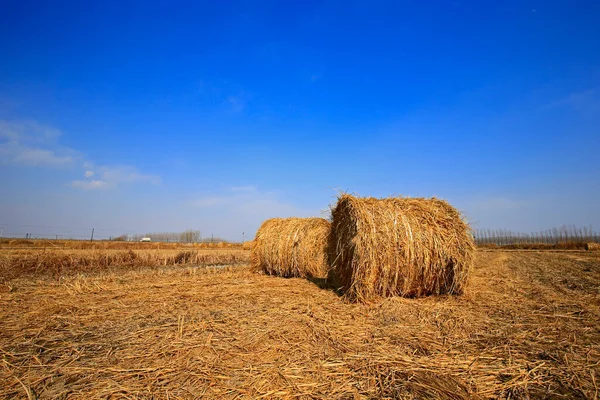 Torr Halm Den Blå Himlen — Stockfoto