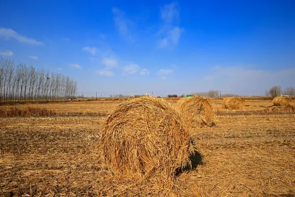 Torr Halm Den Blå Himlen — Stockfoto