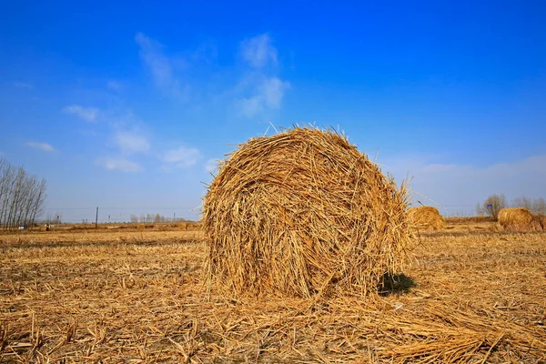 Torr Halm Den Blå Himlen — Stockfoto