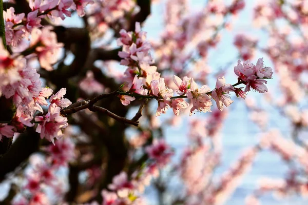 美丽的桃花 非常美丽 — 图库照片