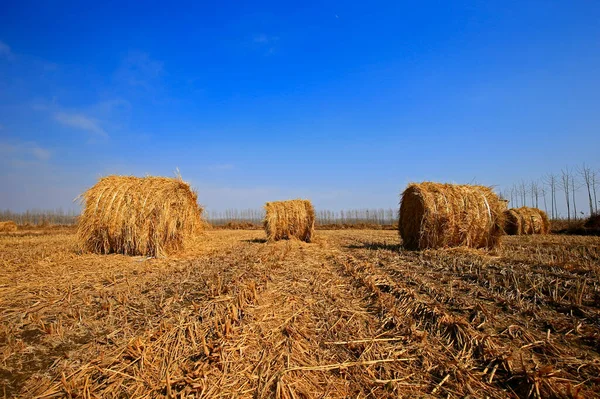 Torr Halm Den Blå Himlen — Stockfoto