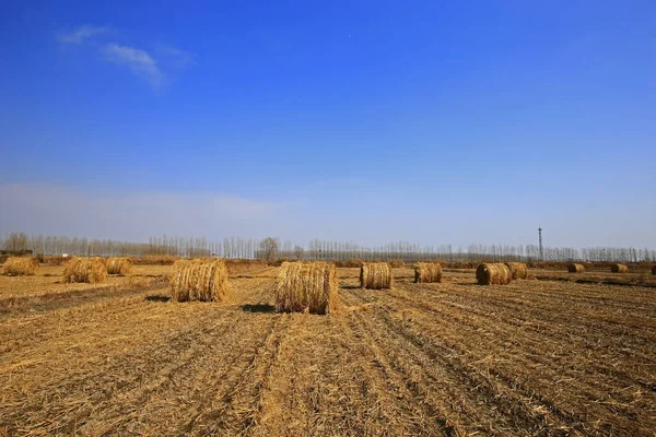 Torr Halm Den Blå Himlen — Stockfoto