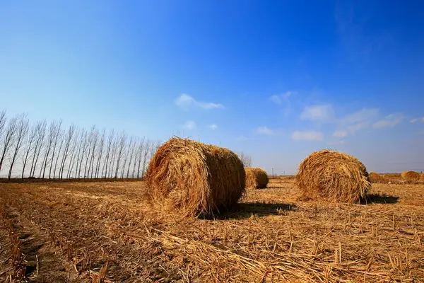 Torr Halm Den Blå Himlen — Stockfoto