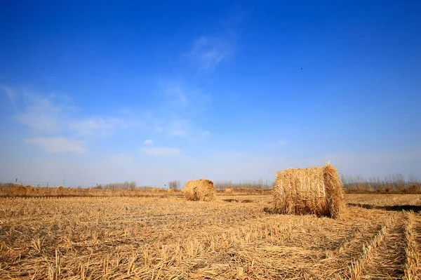 Torr Halm Den Blå Himlen — Stockfoto