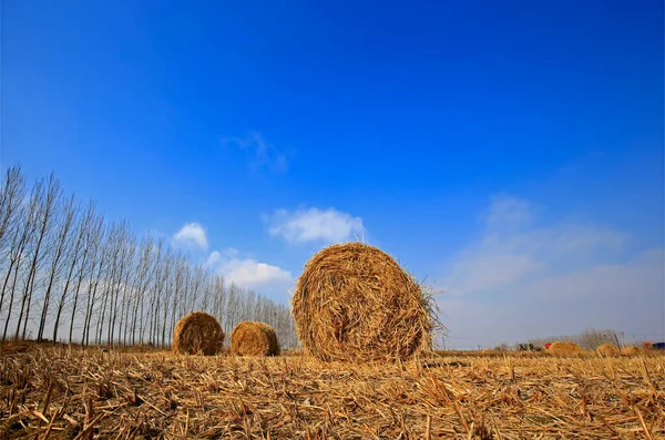 Torr Halm Den Blå Himlen — Stockfoto