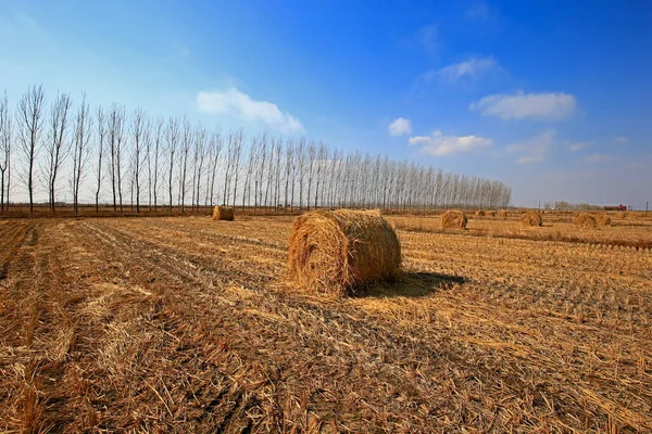 Torr Halm Den Blå Himlen — Stockfoto