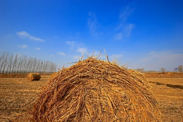 Torr Halm Den Blå Himlen — Stockfoto