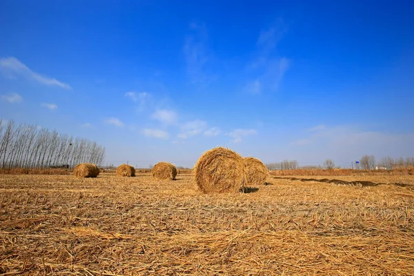 Torr Halm Den Blå Himlen — Stockfoto