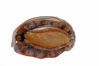 Beyaz bir zemin üzerinde istiridye kabuklu deniz ürünleri, lezzetli