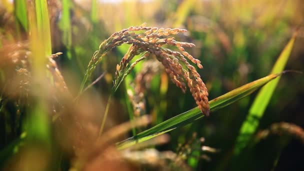 Rijpe Rijstboerderij Het Land Rijstwuivend Wind — Stockvideo