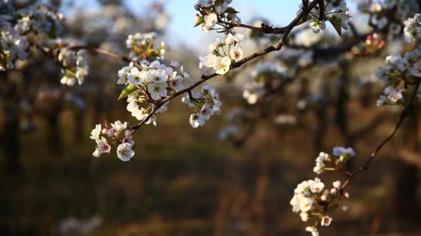 Flores Florescendo Muito Bonito Tiro Perto — Vídeo de Stock