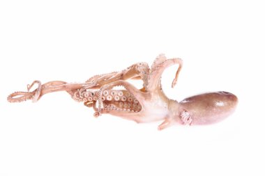 Ahtapot beyaz arkaplanda izole edildi