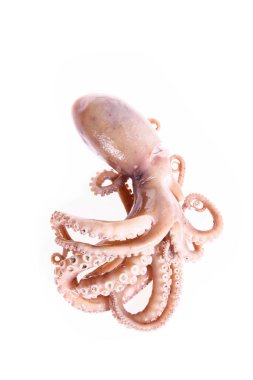 Ahtapot beyaz arkaplanda izole edildi