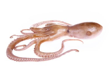 Ahtapot beyaz arkaplanda izole edildi