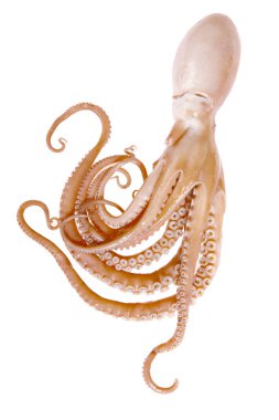 Ahtapot beyaz arkaplanda izole edildi