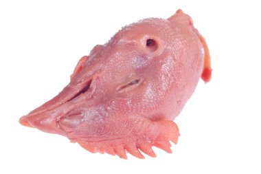 Beyaz arka planda taze tavuk kafası