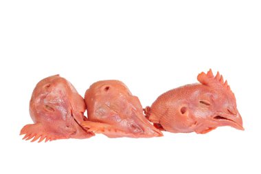 Beyaz arka planda taze tavuk kafası