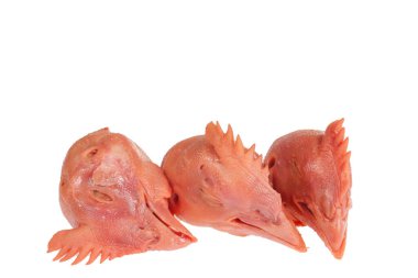 Beyaz arka planda taze tavuk kafası