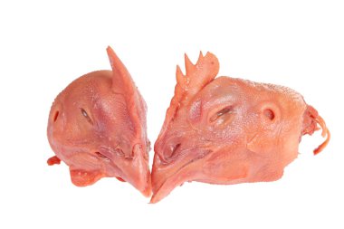 Beyaz arka planda taze tavuk kafası