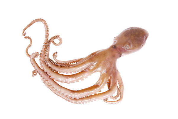 Осьминог изолирован на белом фоне