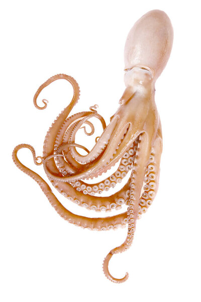 Осьминог изолирован на белом фоне