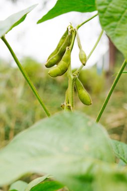 Yeşil fasulyeler vahşi doğada yetişir, yakın plan resimler.