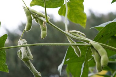 Yeşil fasulyeler vahşi doğada yetişir, yakın plan resimler.