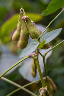 Yeşil fasulyeler vahşi doğada yetişir, yakın plan resimler.