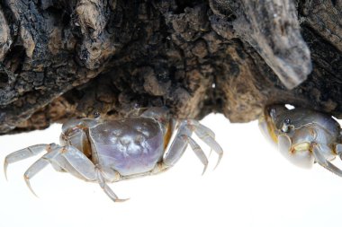 Canlı yengeçler yürüyüş yapıyor ve yakın çekim yapıyorlar..