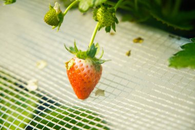 Çilekler çiçeklenir ve seralarda yetişir, bu da işleri kolaylaştırır.