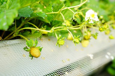 Çilekler çiçeklenir ve seralarda yetişir, bu da işleri kolaylaştırır.