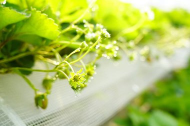 Çilekler çiçeklenir ve seralarda yetişir, bu da işleri kolaylaştırır.