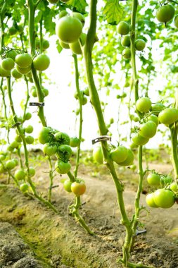Çeşitli olgun hallerde domateslerin eti gövdede yetişir.