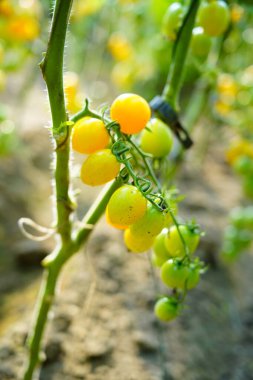 Çeşitli olgun hallerde domateslerin eti gövdede yetişir.