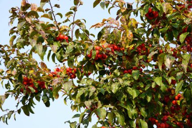 Sonbaharda ağaçta olgun kırmızı begonya meyveleri