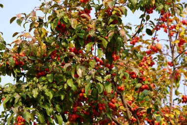 Sonbaharda ağaçta olgun kırmızı begonya meyveleri