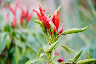 Biber tarlada yetişir ve çok güzeldir..