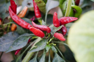 Biber tarlada yetişir ve çok güzeldir..