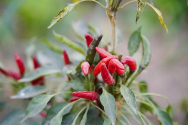 Biber tarlada yetişir ve çok güzeldir..