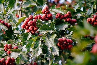 Yoğun yapraklarda dallardan sarkan olgun dikenli meyve. Sağlık ve doğal illüstrasyonların doğal mevsimsel arka planı. Yeşil yapraklı meyvenin Macro fotoğrafçılığı