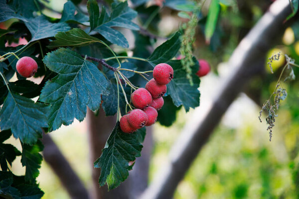 Mature hawthorn fruit hanging from branches in dense leaves. Natural seasonal background of health and natural illustrations. Macro photography of hawthorn fruit in green leaf background
