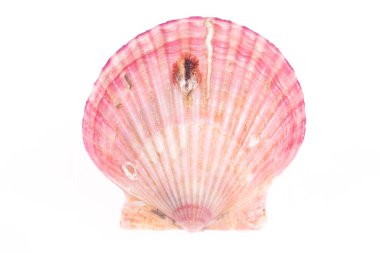 Deniz tarakları beyaz bir arkaplanda izole edilmiş, çok taze.