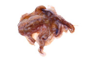 Beyaz arkaplanda ahtapot